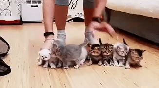 Herding kittens