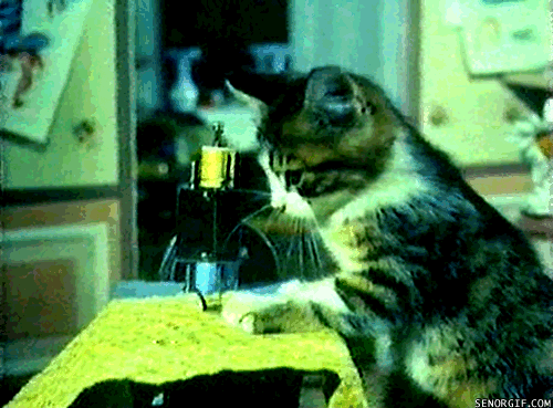A cool cat using a sewing machine.